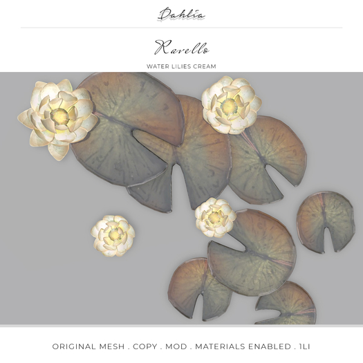 Dahlia - Ravello - Water Lilies - Feature  - Cream