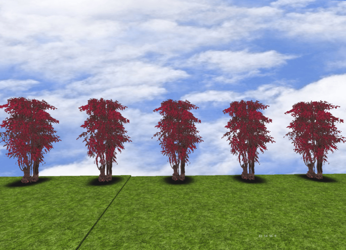 5 japanese maple trees in row