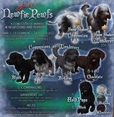 JIAN Newfie Pewfs 12. Bi-Black Held BOX