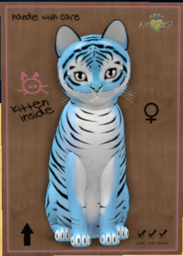 KittyCatS Box - New Born Kitten Tiger! Powder Blue Female