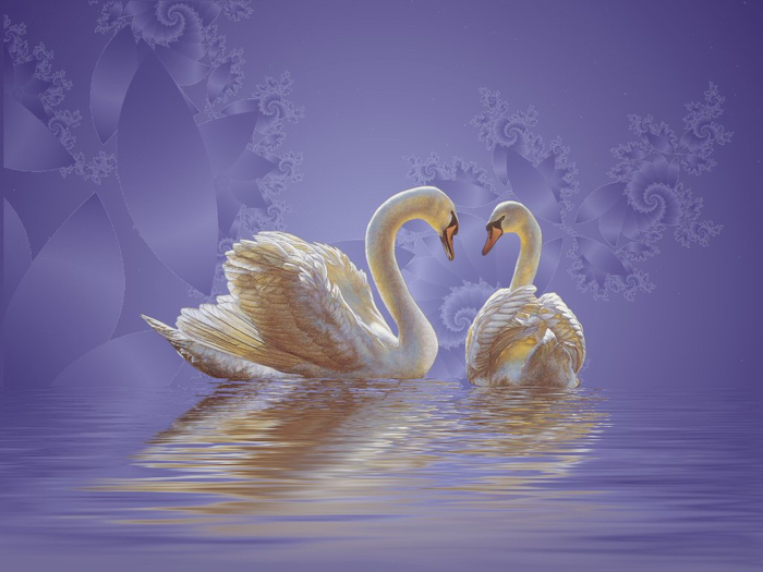 SLAM Swan Lake Lovers