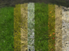 Recombination%20wild