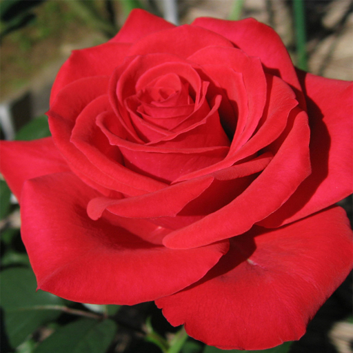 DFS Flowers - Rose Basket
