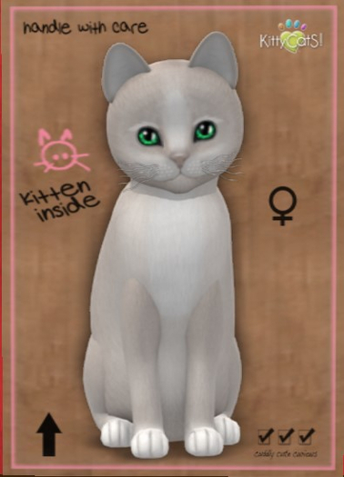 KittyCatS Box - New Born Kitten