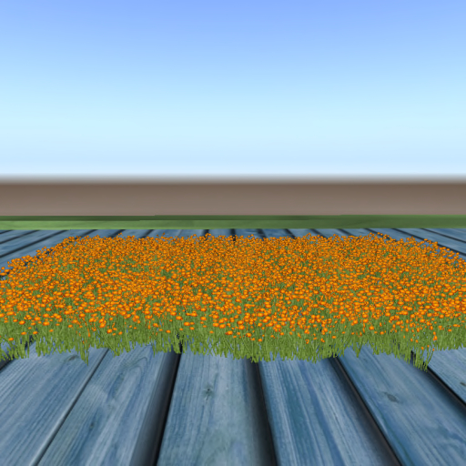 Orange Flower Fileld
