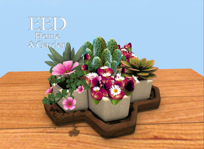 EED's SUCCULENT PLANTS resizer c