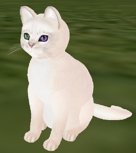 KittyCatS Box - Edlynn