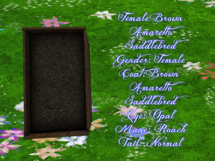 Female Brown Amaretto Saddlebred