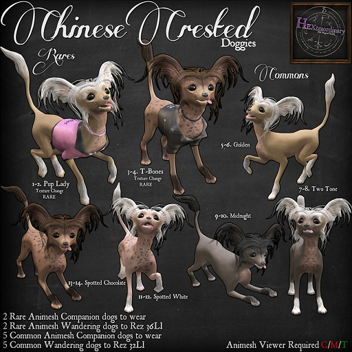 1. *HEXtraordinary* Chinese Crested - Pup Lady Wanderer RARE