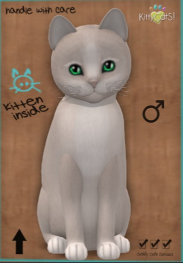 KittyCatS Box - New Born Kitten