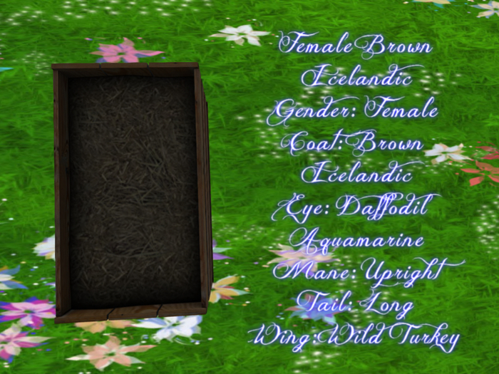 Female Brown Icelandic