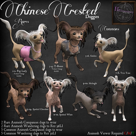 10. *HEXtraordinary* Chinese Crested - Midnight Companion