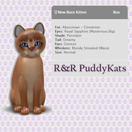 KittyCatS Box - Abyssinian Cinnamon