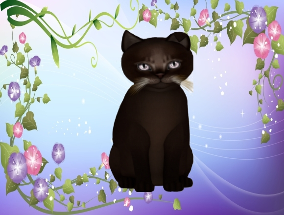 KittyCatS Box - market 15
