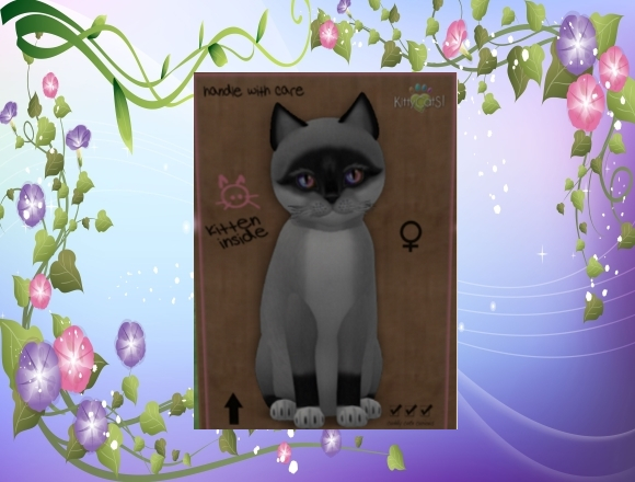 KittyCatS Box - market 12