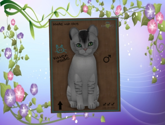 KittyCatS Box - market 16