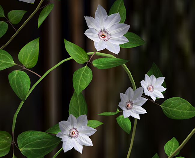 Clematis Vines White Pack