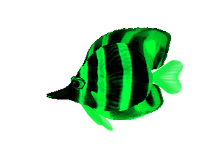 (7S) Rare Fish: Shift Banded Fish