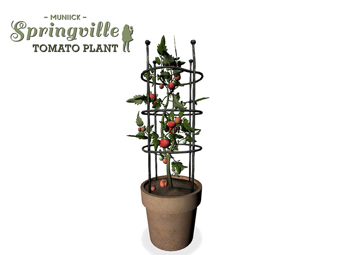 Muniick Springville Tomato Plant