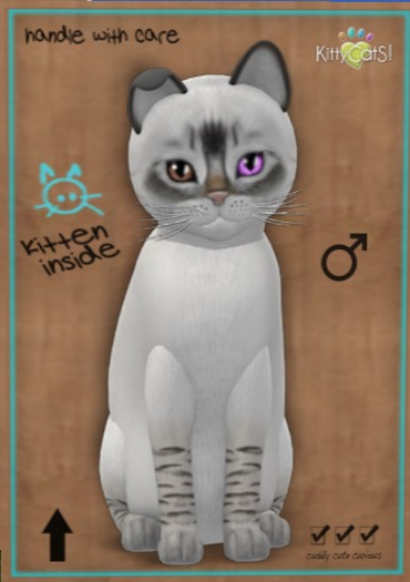 KittyCatS Box - New Born Kitten