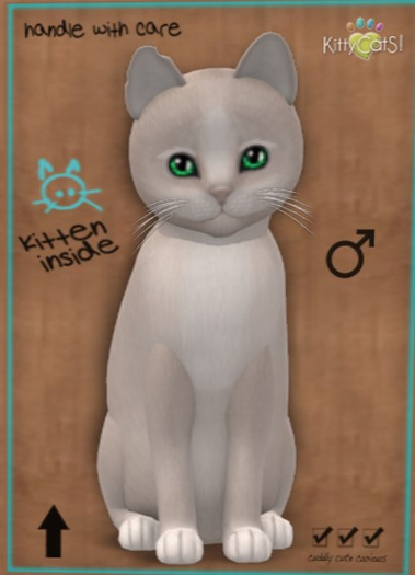 KittyCatS Box - New Born Kitten