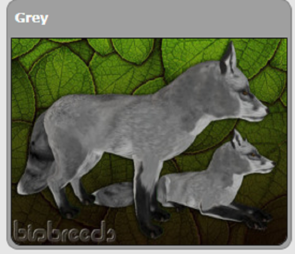 BB Fox Box - Grey/Tan/Smear