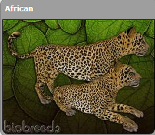 BB Leopard - African/Strip/Excite/Luster