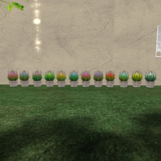 12 Lit Lupins In Barrels Boxed