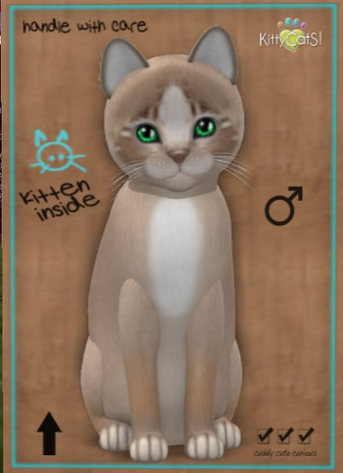 KittyCatS Box - New Born Kitten