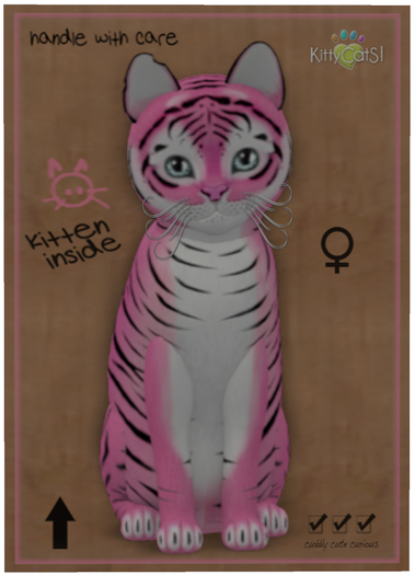 KittyCatS Box - Tiger! - Pinkie Winkie
