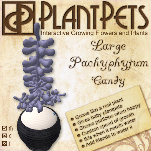 PlantPet Seed [Large Pachyphytum *Candy*]