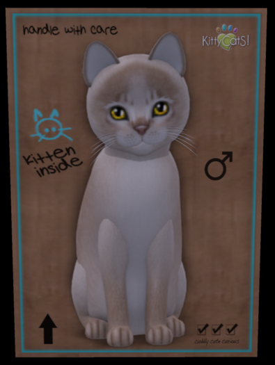 KittyCatS Box - Fur: Abyssinian - Lilac Eyes: Genesis Sunflower (Shape: Curious | Pupil: Big) Shade: Natural Tail: Plush