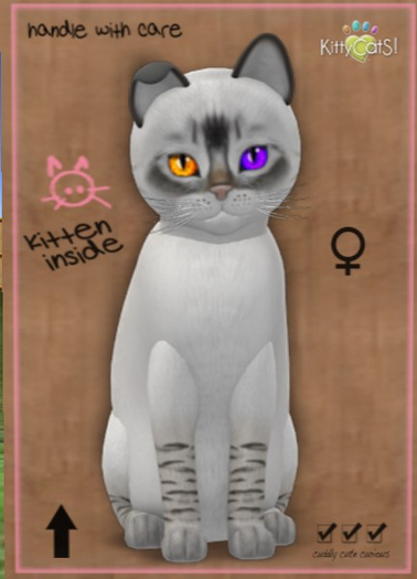 KittyCatS Box - New Born Kitten