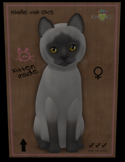 KittyCatS Box - Fur: Siamese - Blue Eyes: Genesis Sunflower (Shape: Curious | Pupil: Big) Shade: Natural Tail: Genesis