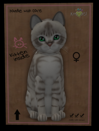 KittyCatS Box - Fur: Australian Mist - Blue Marble Eyes: Genesis Evergreen (Shape: Curious | Pupil: Big) Shade: Natural