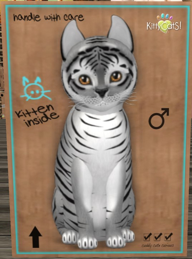 KittyCatS Box - New Born Kitten