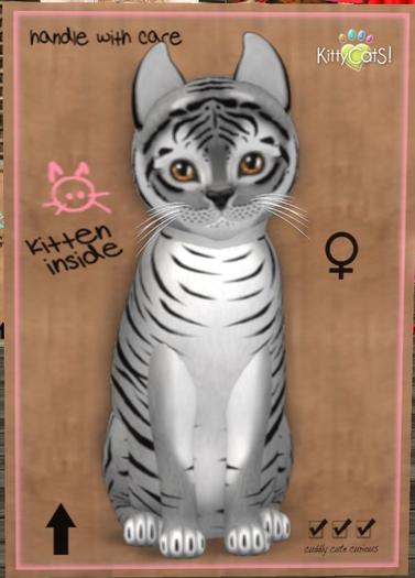 KittyCatS Box - New Born Kitten