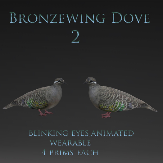 Bronzewing dove / pigeon 2