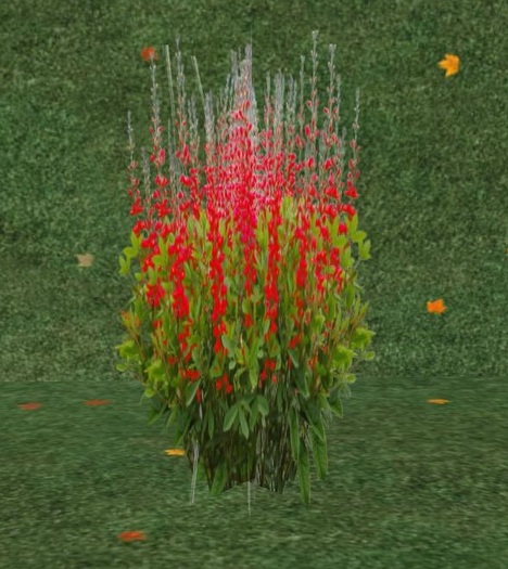 plante batisia 