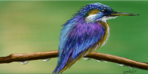Kingfisher - Beauty/Cig
