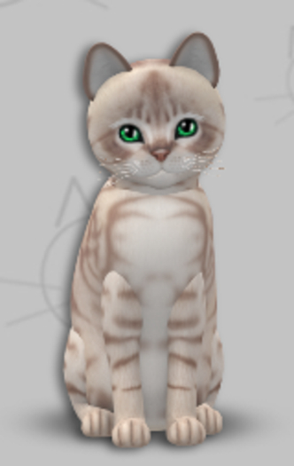 KittyCatS Box - Australian Mist Lilac Marble/4T/Male/Chic