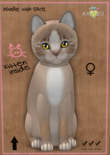 KittyCatS Box - New Born Kitten