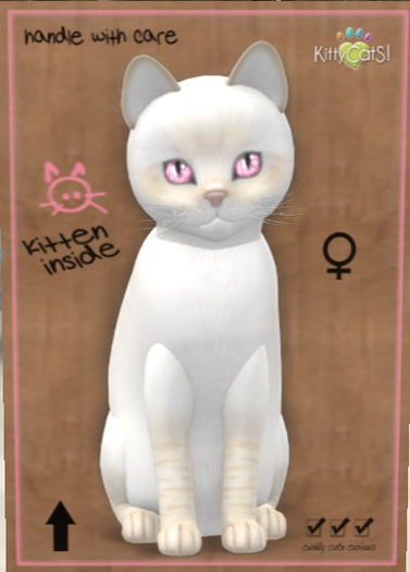 KittyCatS Box - New Born Kitten