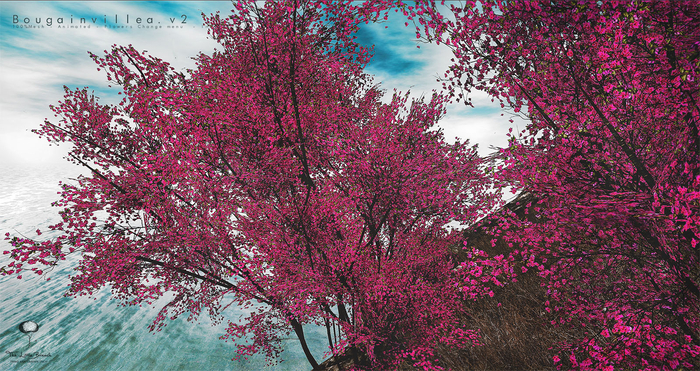LB Bougainvillea v2 Animated Multiflowers