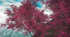 Bougainvillea.v2