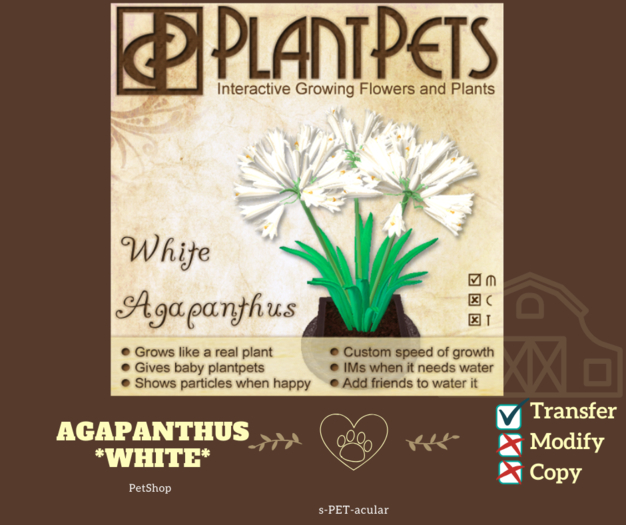PlantPet Seed [Agapanthus *White*]