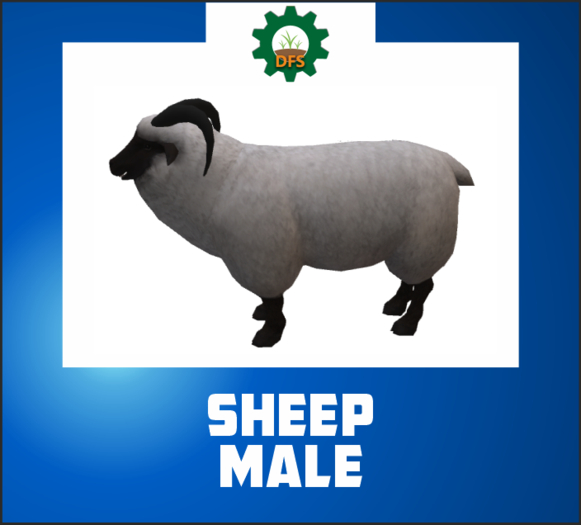 DFS SHEEP MALE