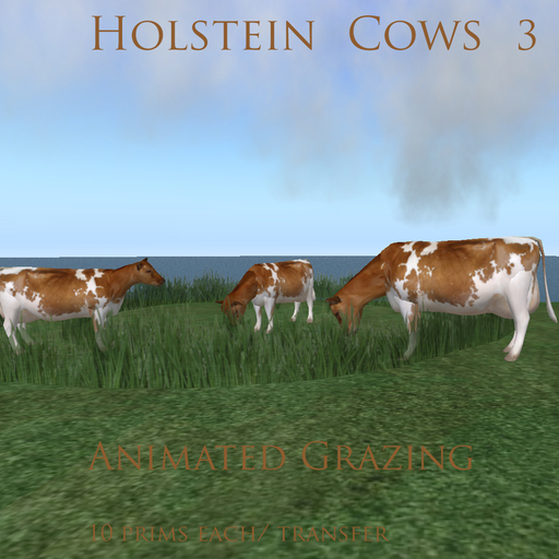 holstein cows