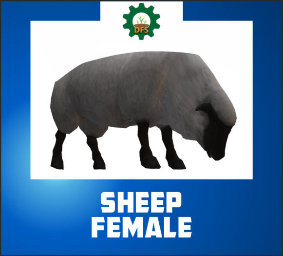 DFS SHEEP FEMALE