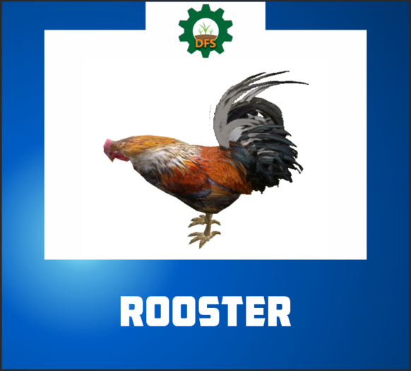 DFS ROOSTER